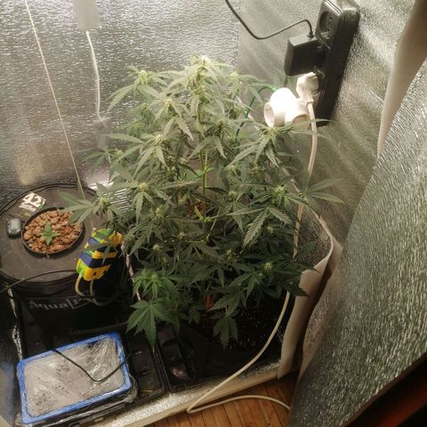 Big Devil Auto growlog timeline photo