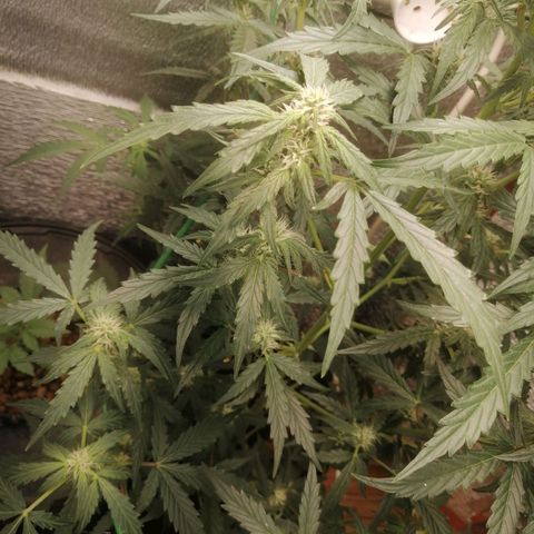 Big Devil Auto growlog timeline photo