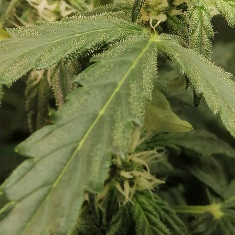 Big Devil Auto growlog timeline photo