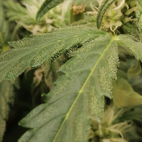 Big Devil Auto growlog timeline photo