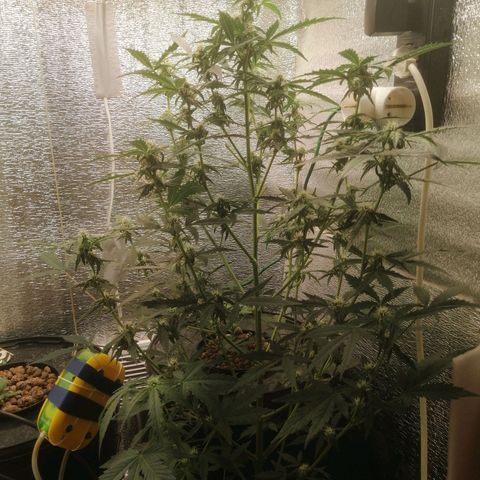 Big Devil Auto growlog timeline photo