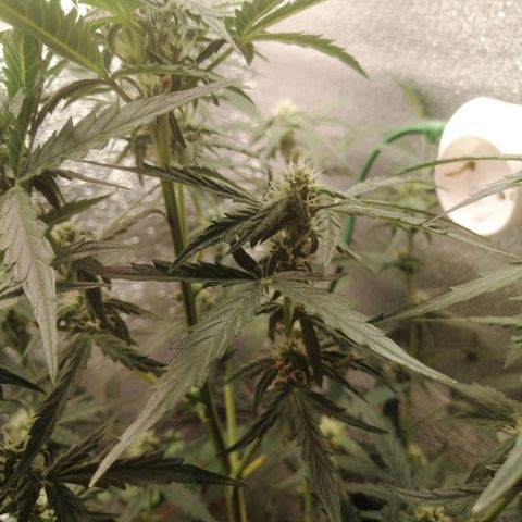 Big Devil Auto growlog timeline photo