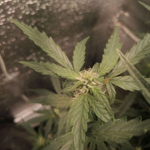 Big Devil Auto growlog timeline photo