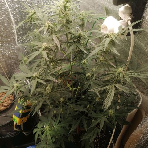 Big Devil Auto growlog timeline photo
