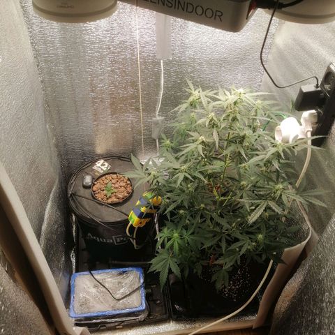 Big Devil Auto growlog timeline photo