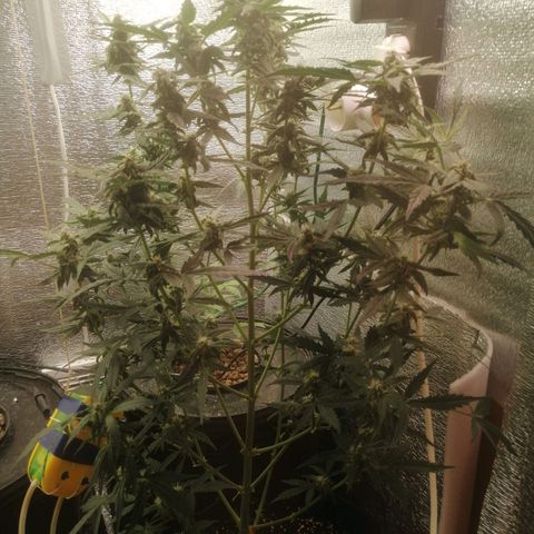 Big Devil Auto growlog timeline photo