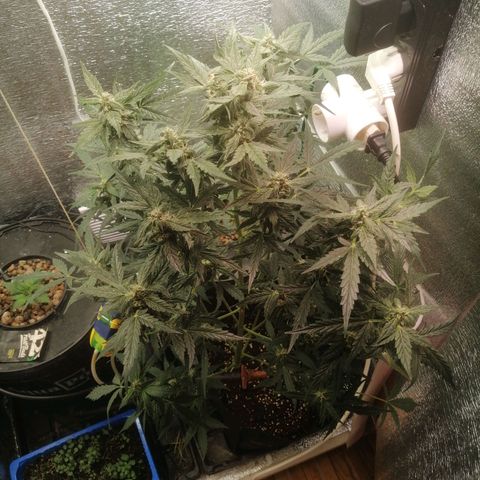 Big Devil Auto growlog timeline photo