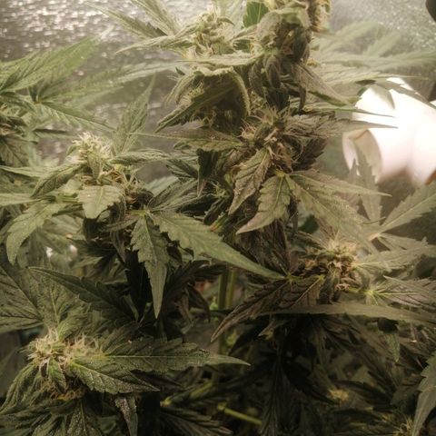 Big Devil Auto growlog timeline photo
