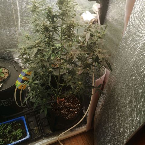 Big Devil Auto growlog timeline photo