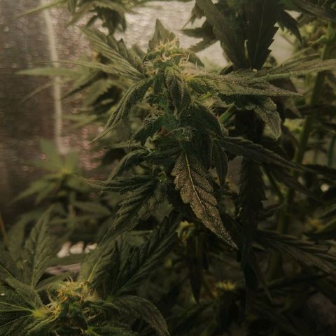 Big Devil Auto growlog timeline photo