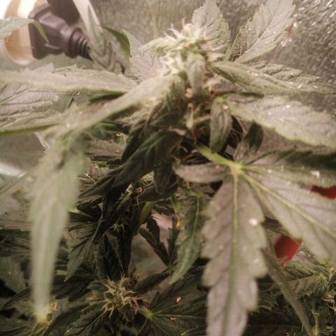 Big Devil Auto growlog timeline photo