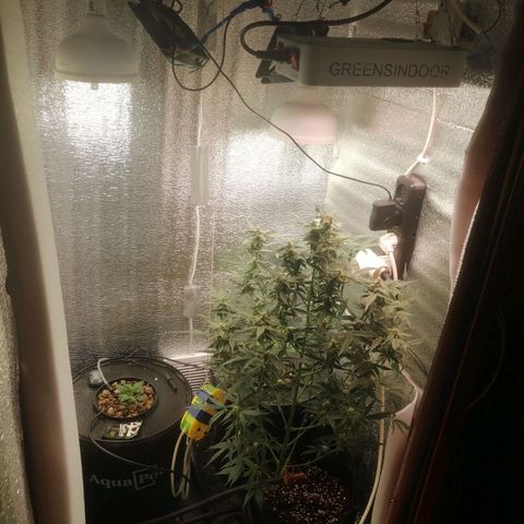 Big Devil Auto growlog timeline photo