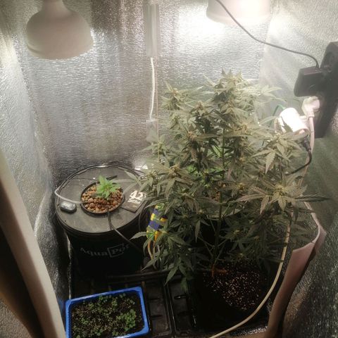 Big Devil Auto growlog timeline photo