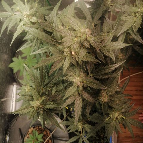 Big Devil Auto growlog timeline photo