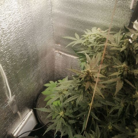 Big Devil Auto growlog timeline photo