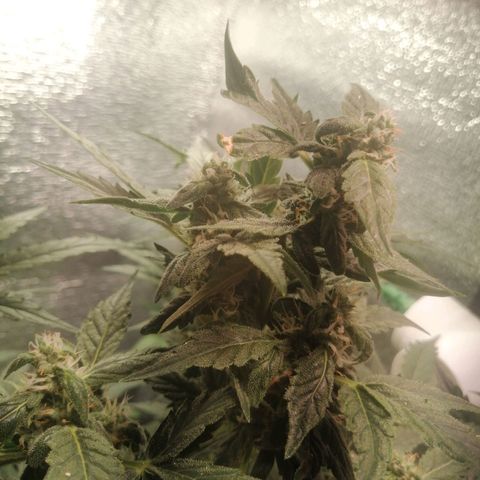 Big Devil Auto growlog timeline photo