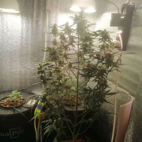 Big Devil Auto growlog timeline photo