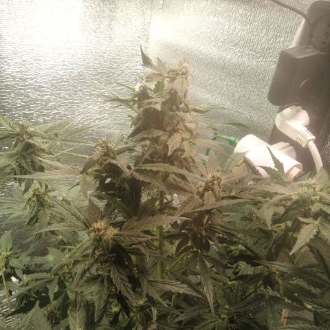 Big Devil Auto growlog timeline photo