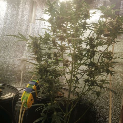 Big Devil Auto growlog timeline photo