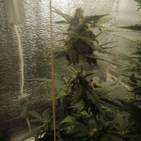 Big Devil Auto growlog timeline photo