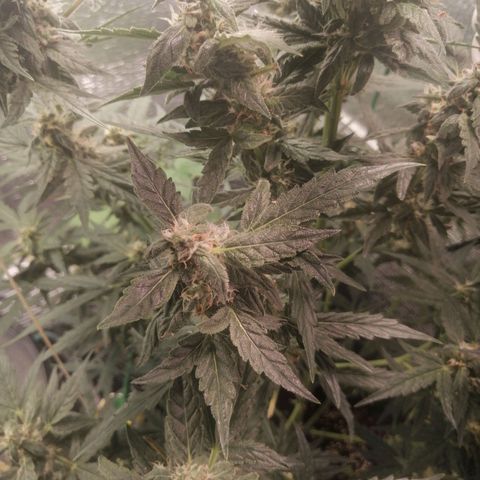 Big Devil Auto growlog timeline photo