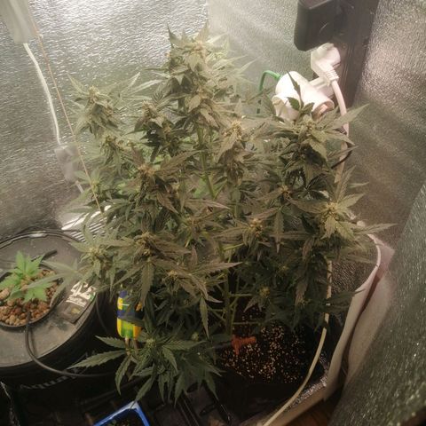 Big Devil Auto growlog timeline photo