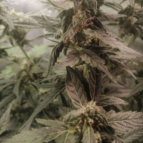 Big Devil Auto growlog timeline photo