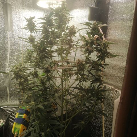 Big Devil Auto growlog timeline photo