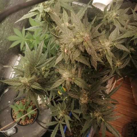 Big Devil Auto growlog timeline photo