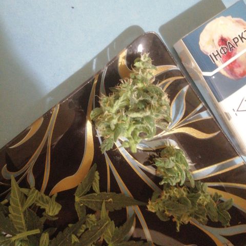 Big Devil Auto growlog timeline photo