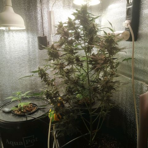 Big Devil Auto growlog timeline photo