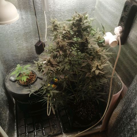 Big Devil Auto growlog timeline photo
