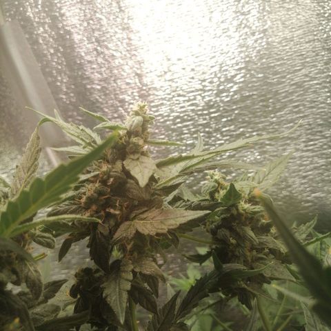 Big Devil Auto growlog timeline photo