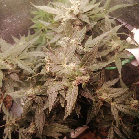 Big Devil Auto growlog timeline photo