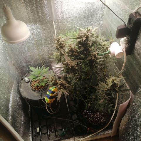 Big Devil Auto growlog timeline photo