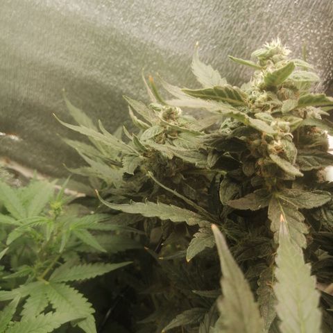 Big Devil Auto growlog timeline photo