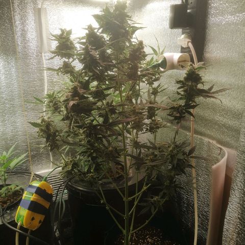 Big Devil Auto growlog timeline photo