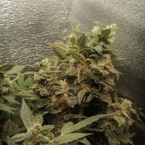 Big Devil Auto growlog timeline photo