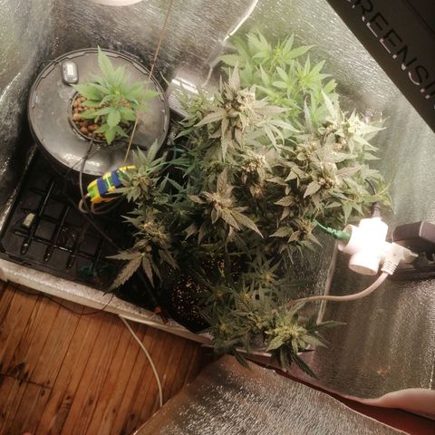 Big Devil Auto growlog timeline photo