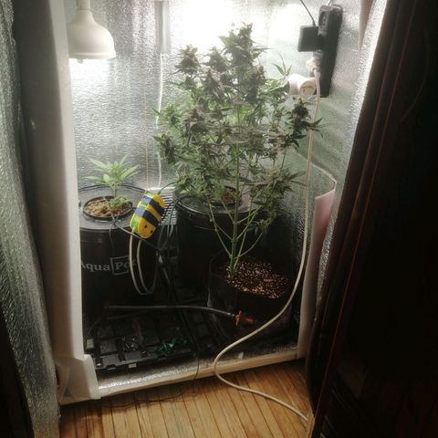 Big Devil Auto growlog timeline photo