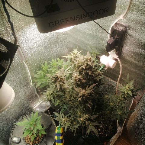 Big Devil Auto growlog timeline photo