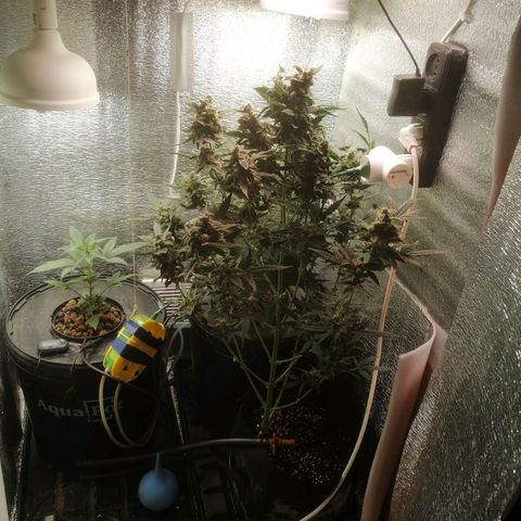 Big Devil Auto growlog timeline photo