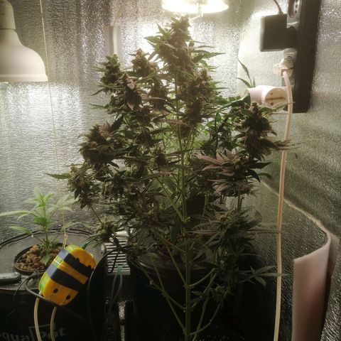 Big Devil Auto growlog timeline photo