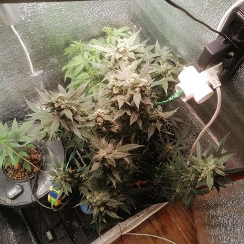 Big Devil Auto growlog timeline photo