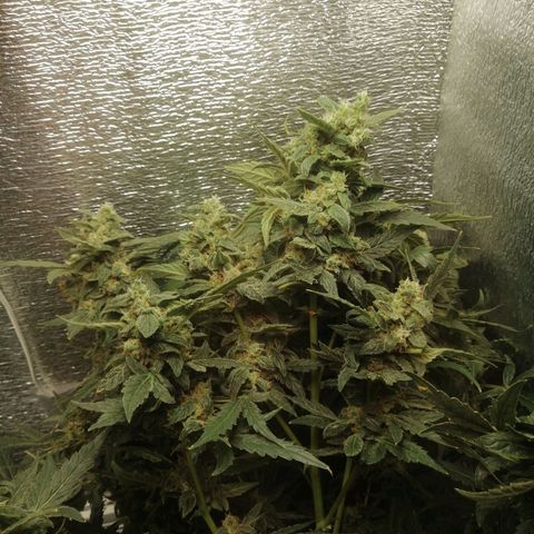 Big Devil Auto growlog timeline photo