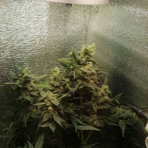 Big Devil Auto growlog timeline photo