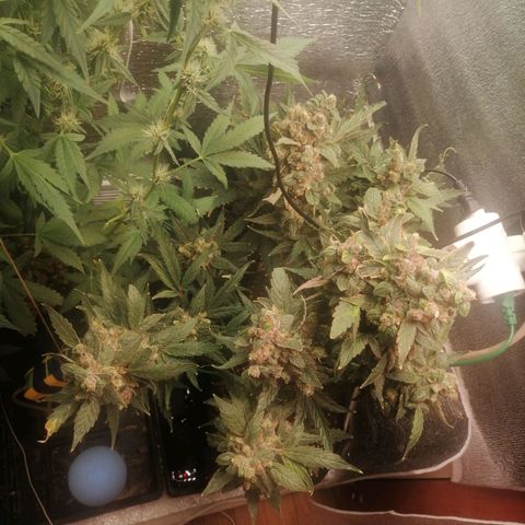 Big Devil Auto growlog timeline photo