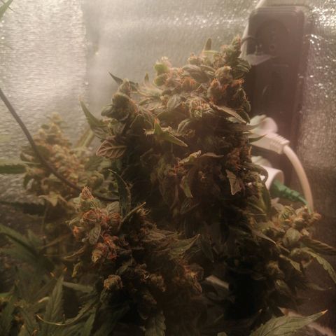 Big Devil Auto growlog timeline photo