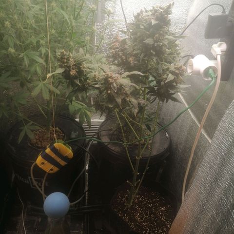 Big Devil Auto growlog timeline photo