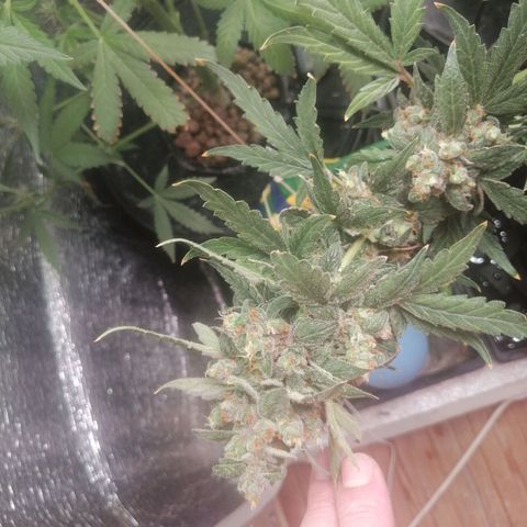 Big Devil Auto growlog timeline photo